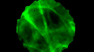 Bath scientists join rapid-response project to find treatments for Covid-19